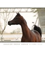 Arabian Horse World 6/2013